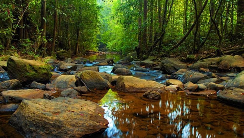Dense canopy of the Sinharaja rainforest