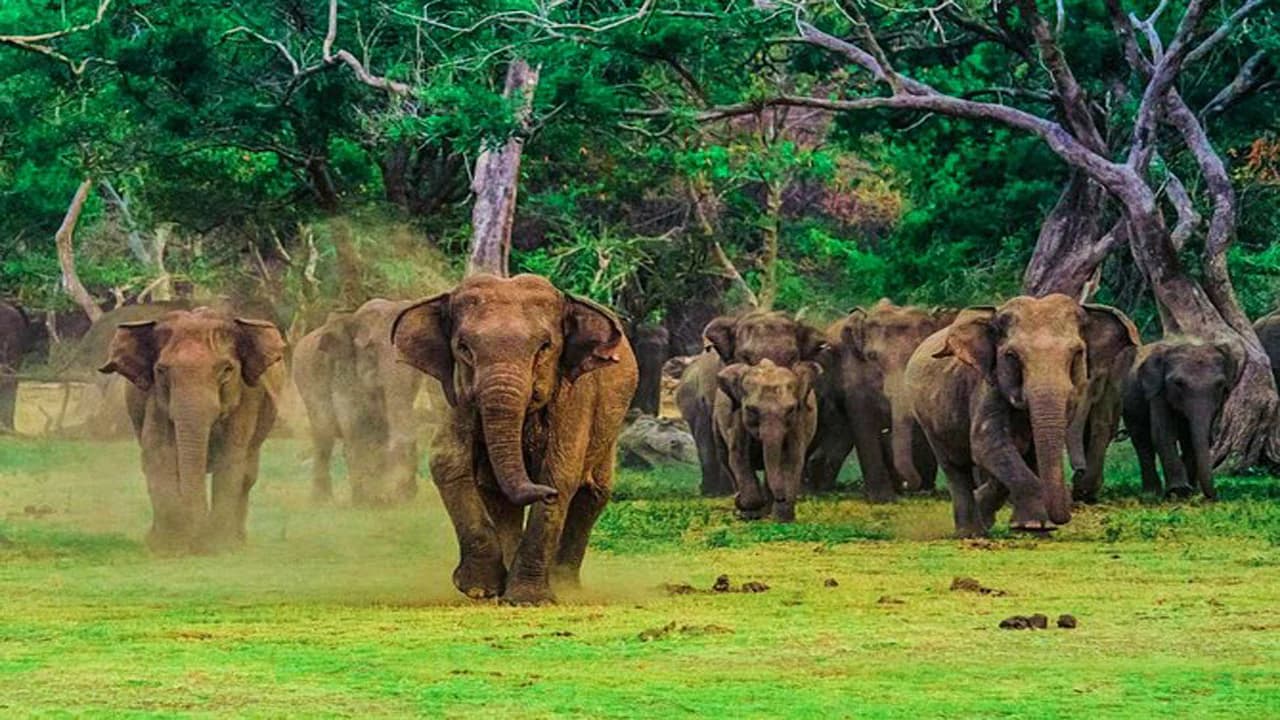 A herd of elephants in Udawalawe National Park