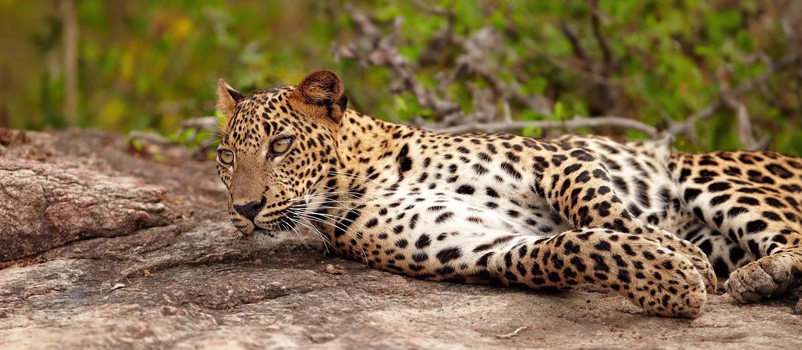 A leopard beside one of Wilpattu's lakes at dawn