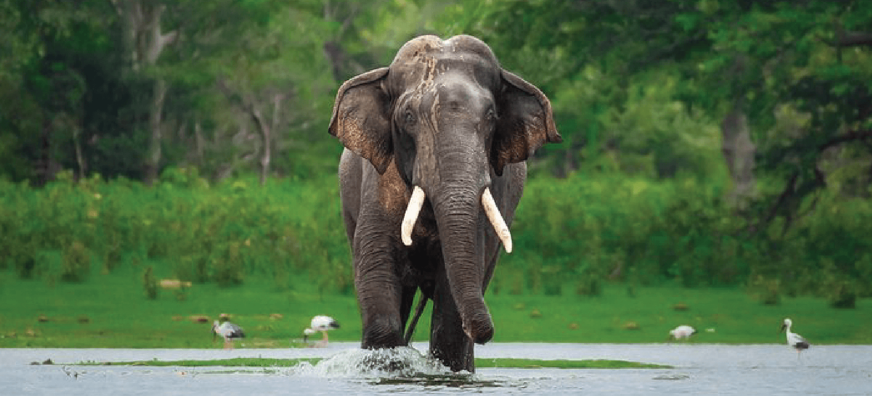An elephant in a Sri Lankan national park