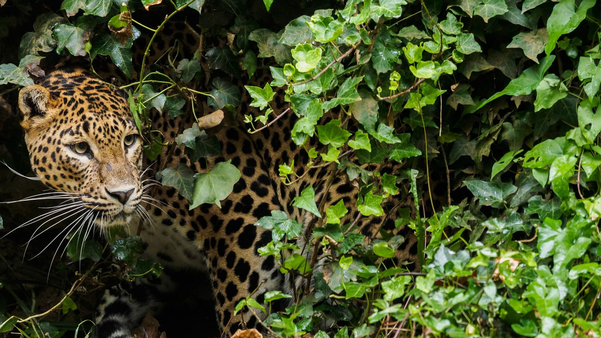 A leopard in a Sri Lankan national park