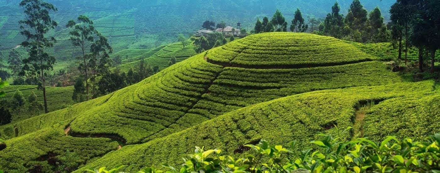 Hands plucking tea leaves on a lowland estate