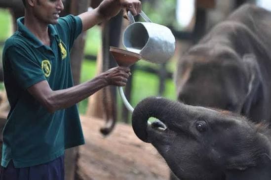 Orphaned elephant calves at the Udawalawe transit home