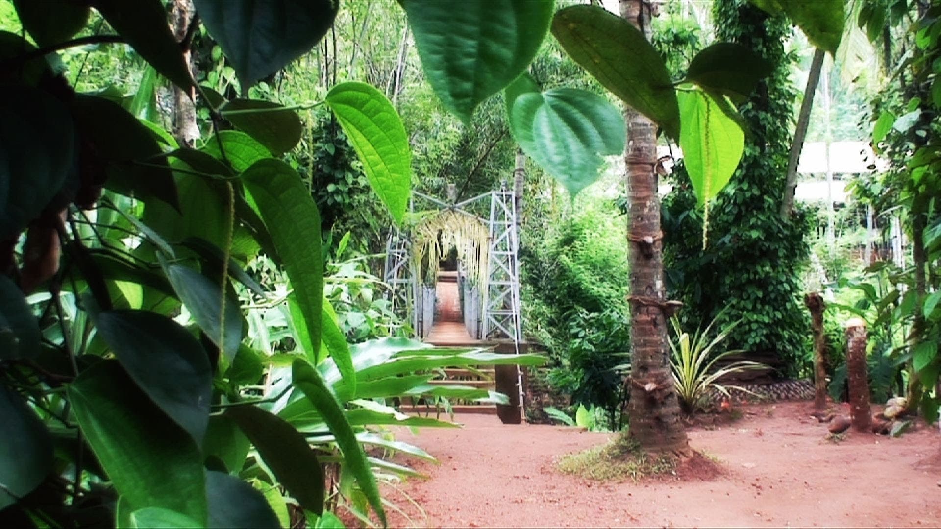 Cinnamon and spices at a Matale spice garden