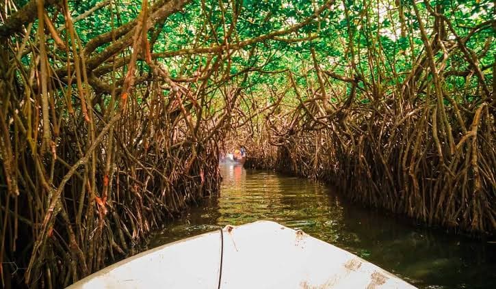 A boat winding through mangroves on the Madu River