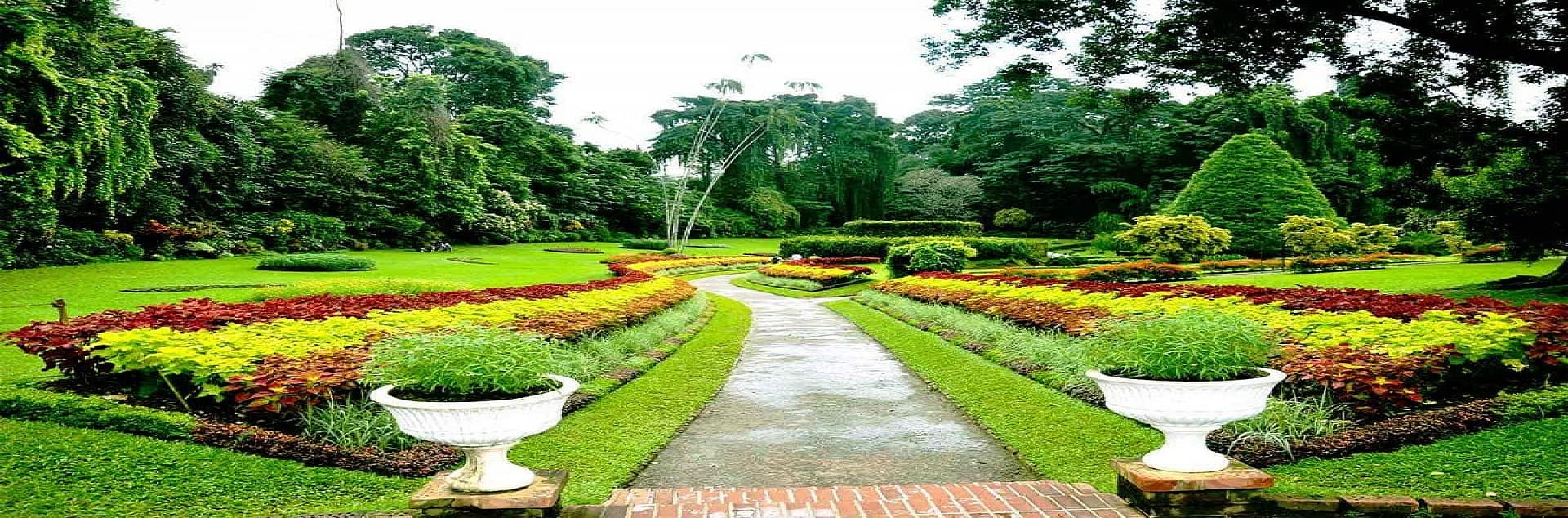 Avenue of palms at the Peradeniya Royal Botanical Gardens