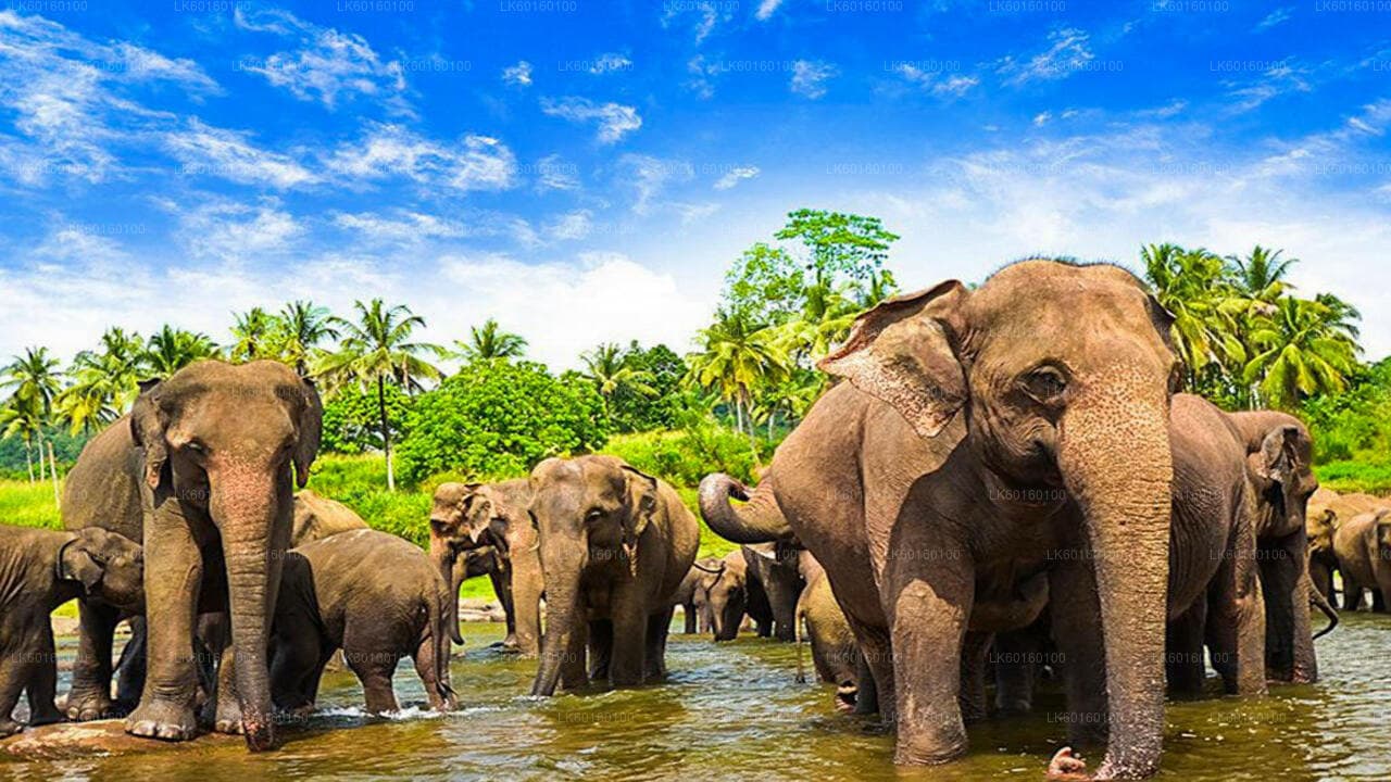 Elephants bathing in the river at Pinnawala