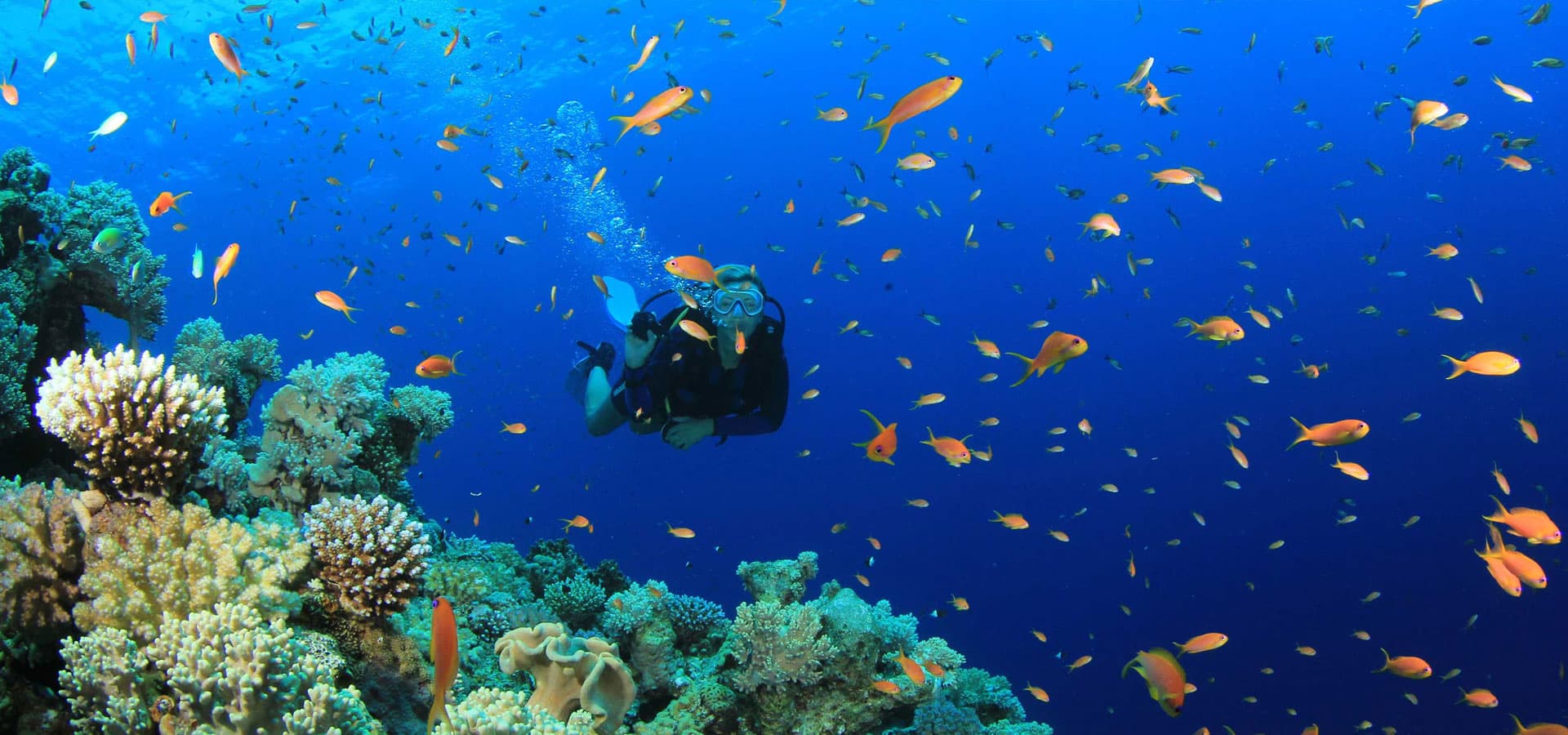 A diver over a reef off the south coast