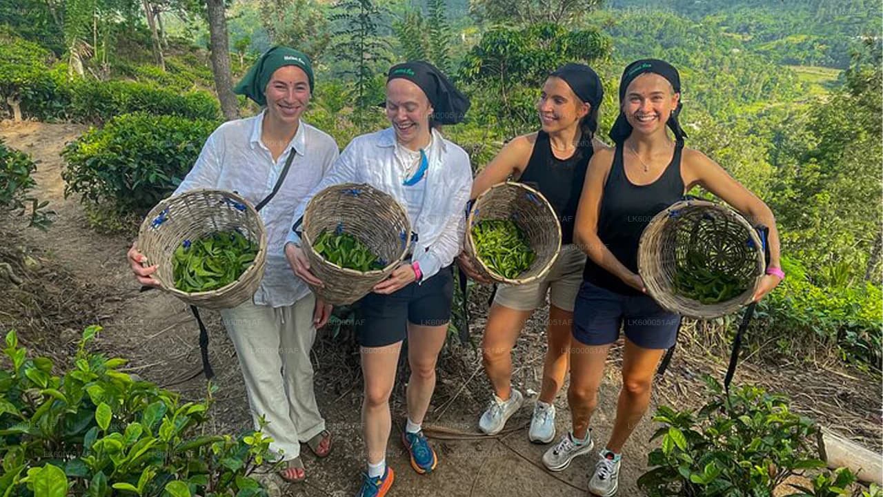 Tea pickers working a hillside plantation near Ella