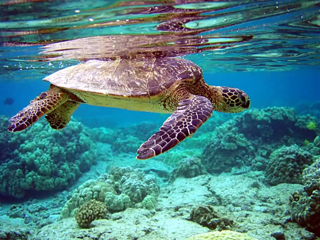 A sea turtle hatchling on the sand