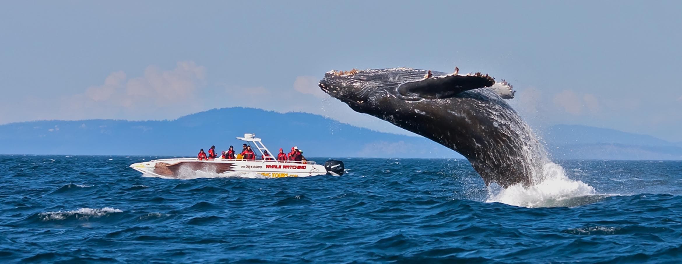 A blue whale surfacing off Mirissa